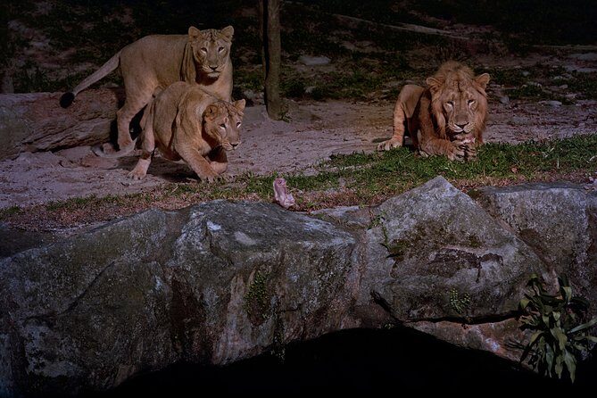 Night Safari Tour with Transfer - Crowds, queues, and photo time: the stuff that can make or break it