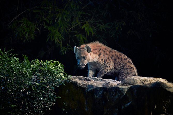 Night Safari Tour with Transfer - Who this Night Safari tour with transfer is best for
