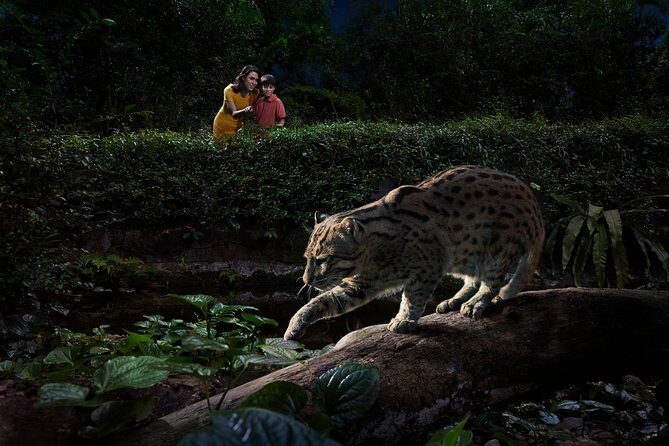 Night Safari with Buffet Dinner with hotel pick-up - Walking the Softly Lit Trails: Where You Actually Slow Down