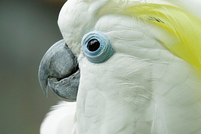 Singapore: Bird Paradise Entry Ticket - Key things to know before you go