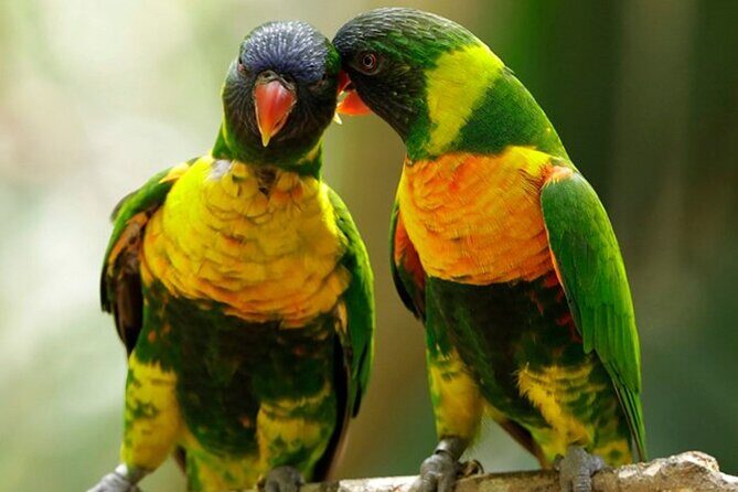 Singapore: Bird Paradise Entry Ticket - Themed aviaries you’ll want to prioritize (and why)