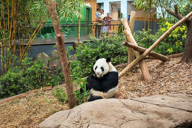 Singapore: River Wonders Entry Ticket - Giant Panda Forest: seeing Kai Kai and Jia Jia on their schedule