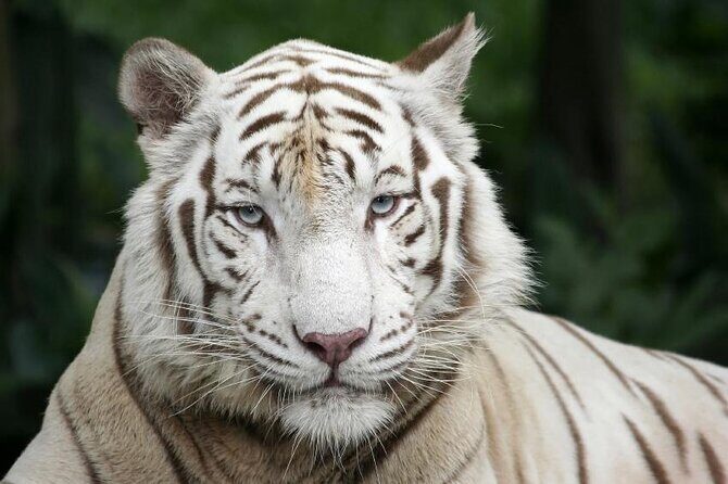 Singapore Zoo with Tram Ride Experience for Tourist - Key highlights for a smooth Singapore Zoo tram day